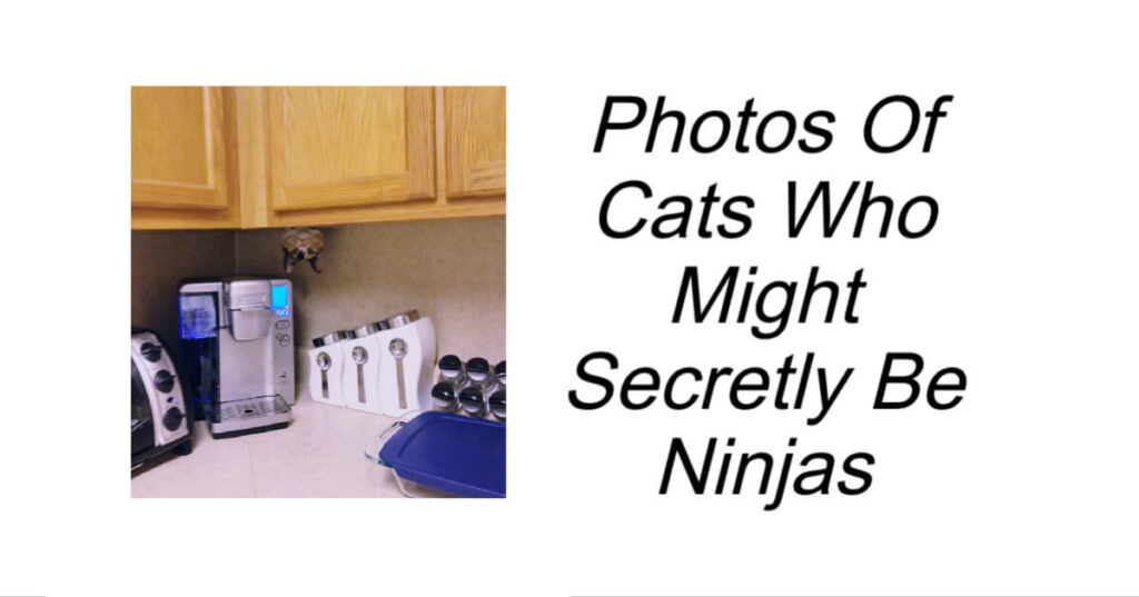 Photos Of Cats Who Might Secretly Be Ninjas