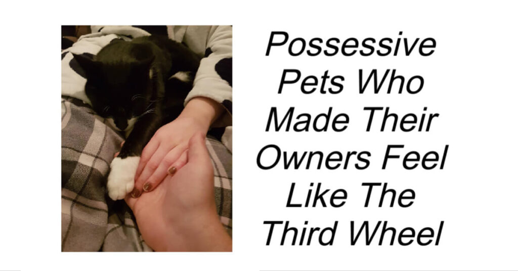 Possessive Pets