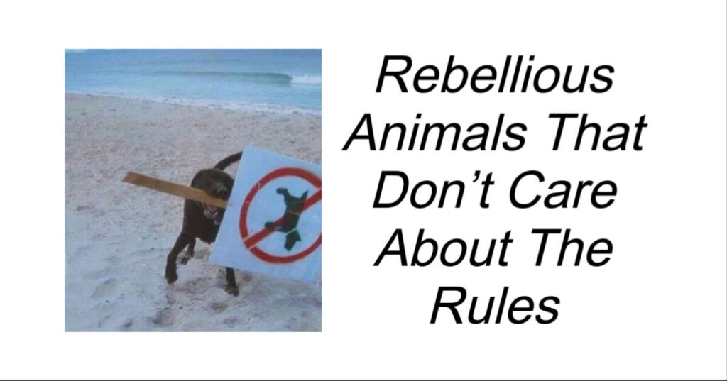 Rebellious Animals That Don’t Care About The Rules