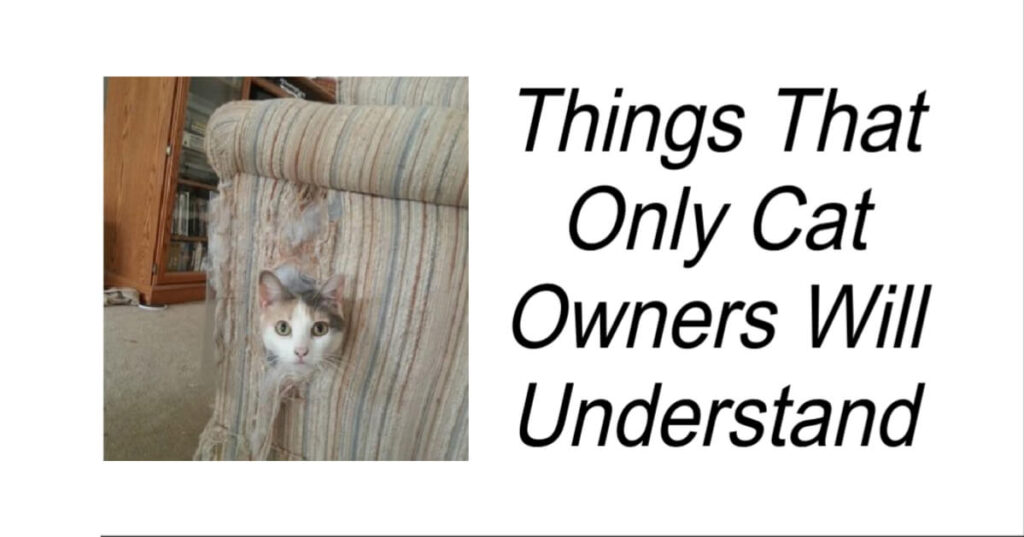 Things That Only Cat Owners Will Understand