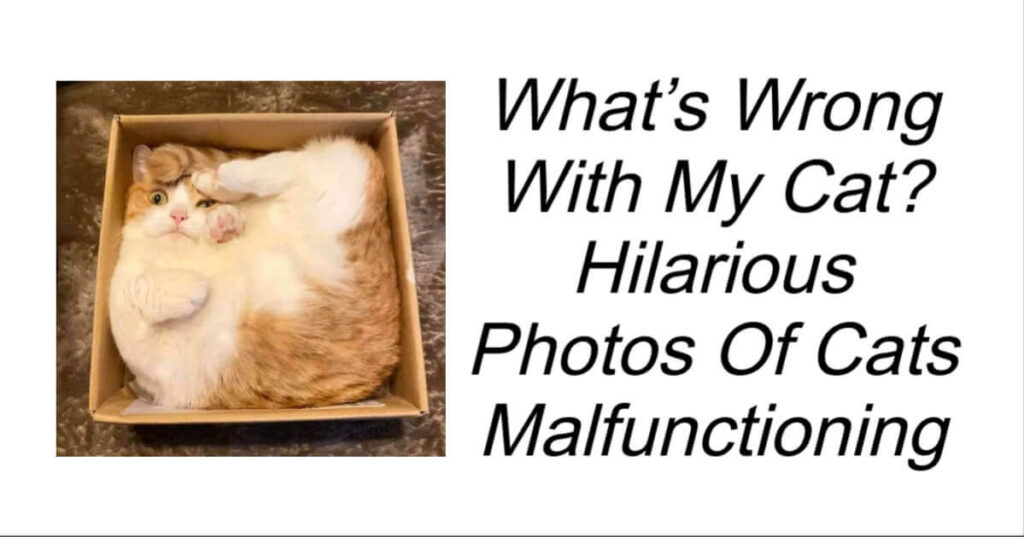 Hilarious Photos Of Cats Malfunctioning