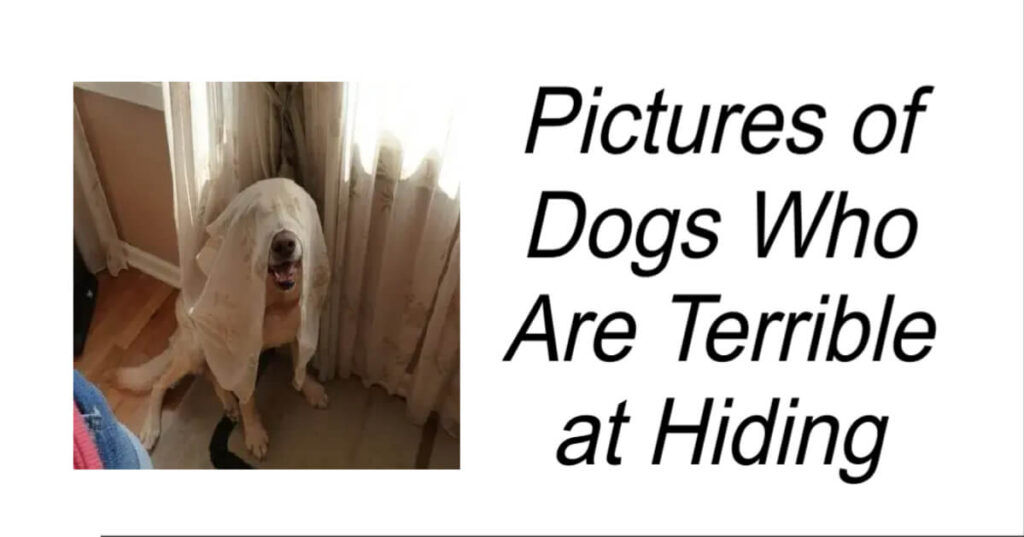 Pictures of Dogs Who Are Terrible at Hiding