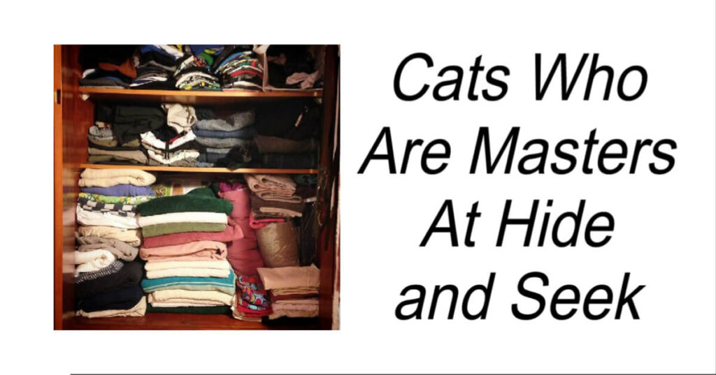 Cats Who Are Masters At Hide and Seek
