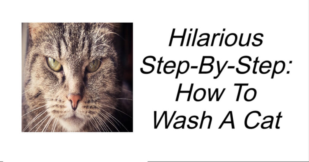 How To Wash A Cat