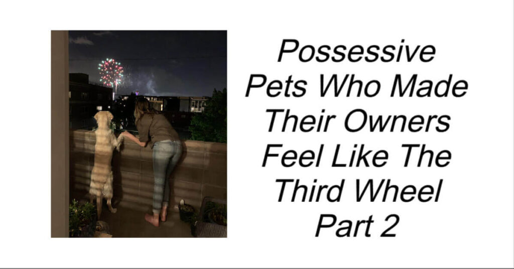 Possessive Pets