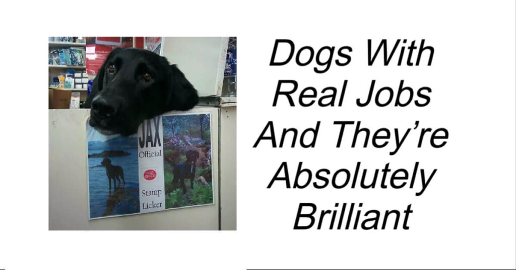 Dogs With Real Jobs And They’re Absolutely Brilliant