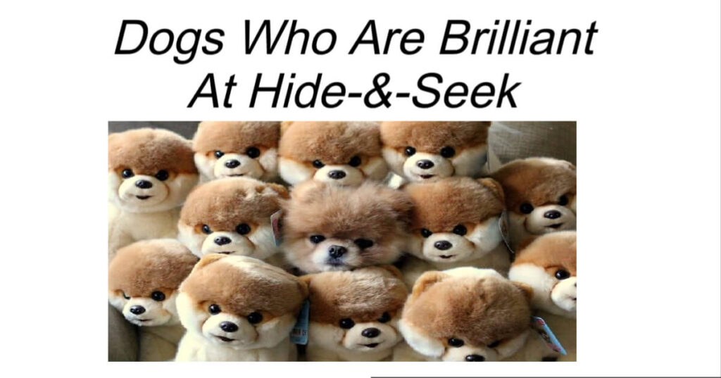 Pictures of Dogs Who Are Pros at Hiding