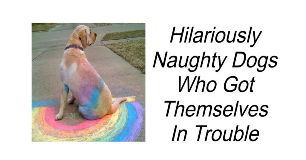 Hilariously Naughty Dogs Who Got Themselves In Trouble