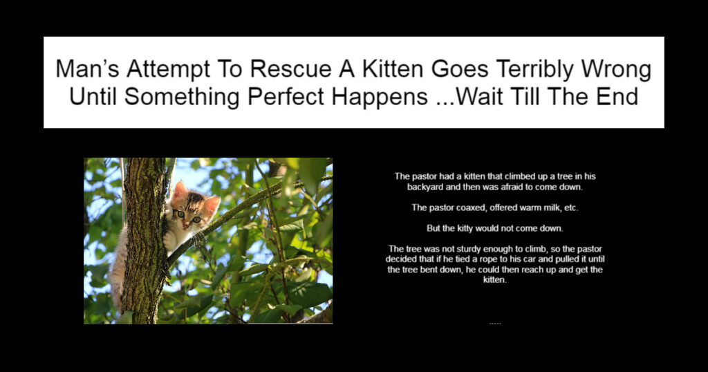 Man’s Attempt To Rescue A Kitten Goes Terribly Wrong
