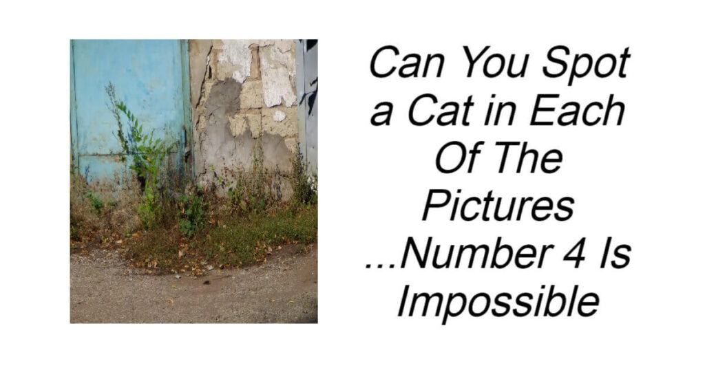 Can You Spot a Cat in Each Of The Pictures