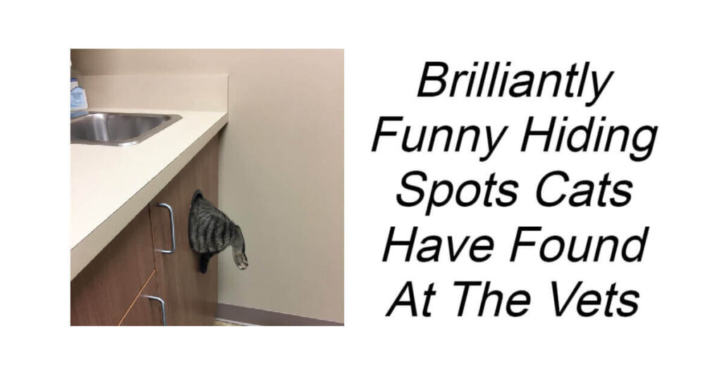 Brilliantly Funny Hiding Spots Cats Have Found At The Vets