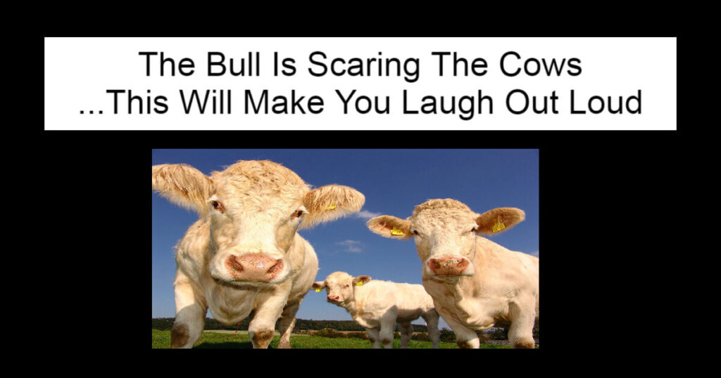 The Bull Is Scaring The Cows