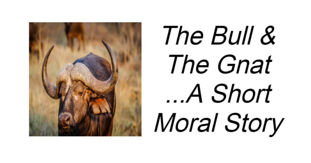 The Bull & The Gnat