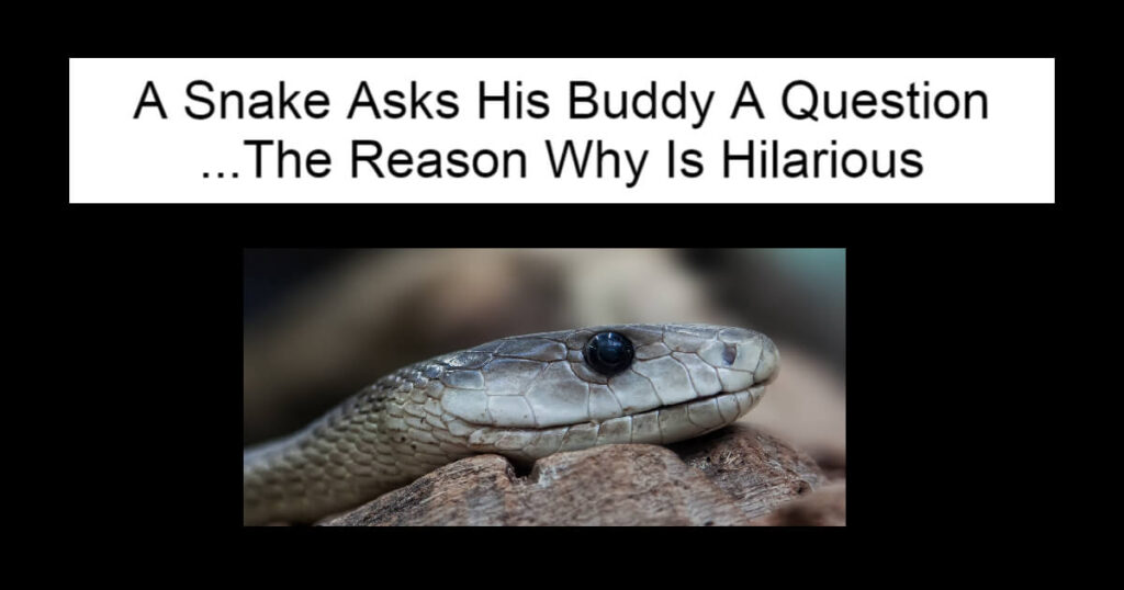 A Snake Asks His Buddy A Question