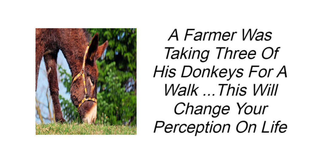 A Farmer Was Taking Three Of His Donkeys For A Walk