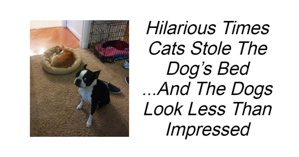 Hilarious Times Cats Stole The Dog’s Bed