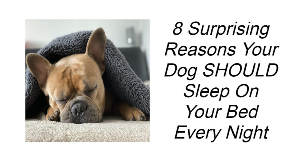 8 Surprising Reasons Your Dog SHOULD Sleep On Your Bed Every Night