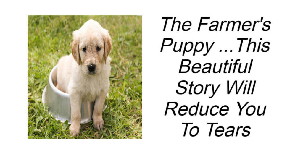 The Farmer's Puppy