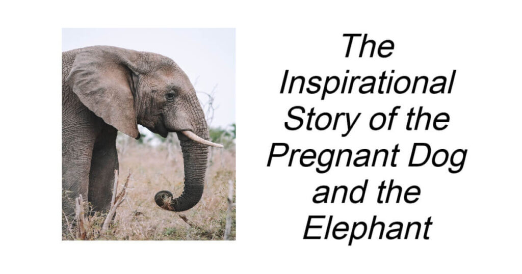 The Inspirational Story of the Pregnant Dog and the Elephant