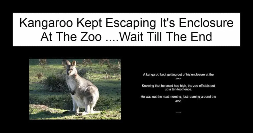 Kangaroo Kept Escaping It's Enclosure At The Zoo
