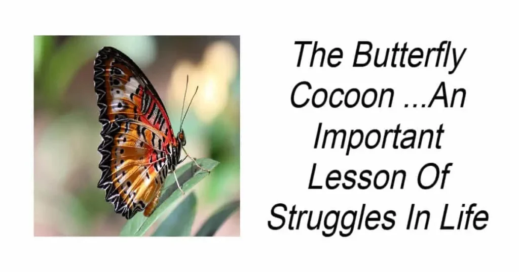 The Butterfly Cocoon
