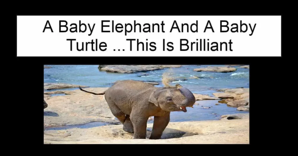 A Baby Elephant And A Baby Turtle