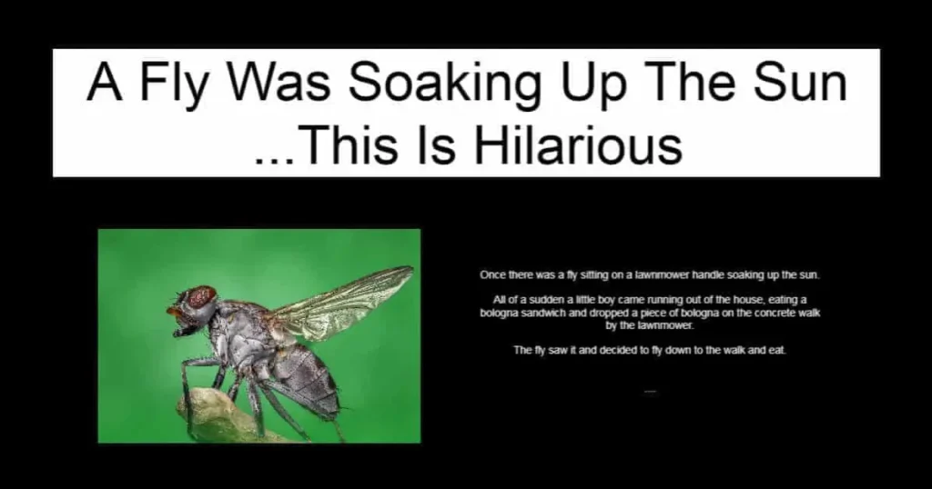 A Fly Was Soaking Up The Sun
