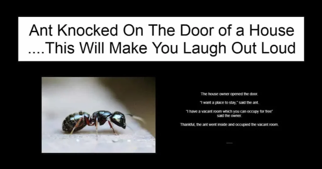 Ant Knocked On The Door of a House