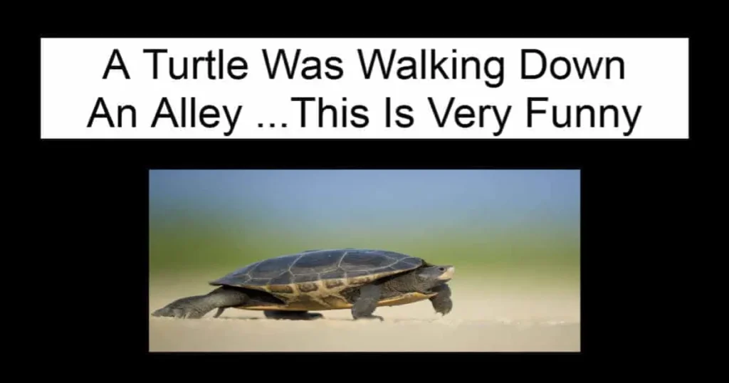 A Turtle Was Walking Down An Alley