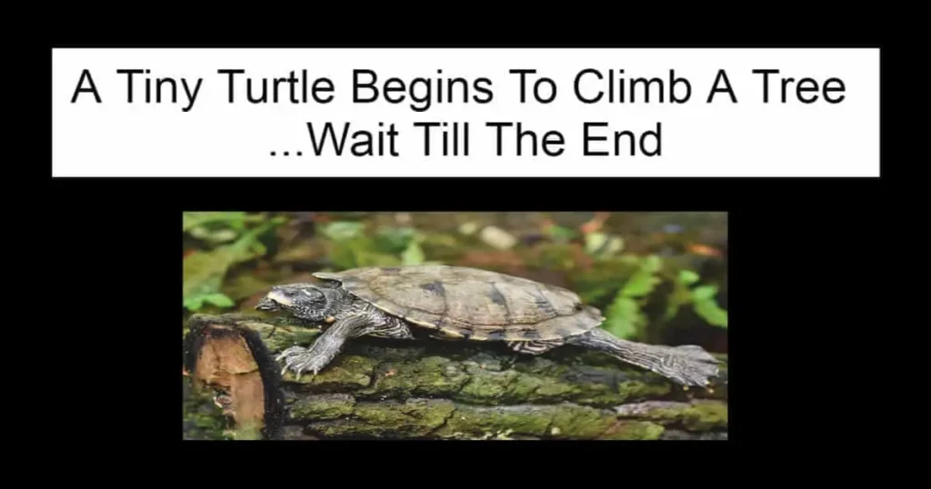 A Tiny Turtle Begins To Climb A Tree