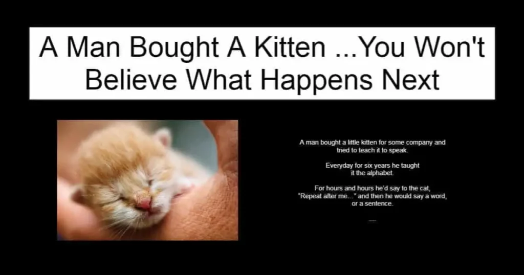 A Man Bought A Kitten