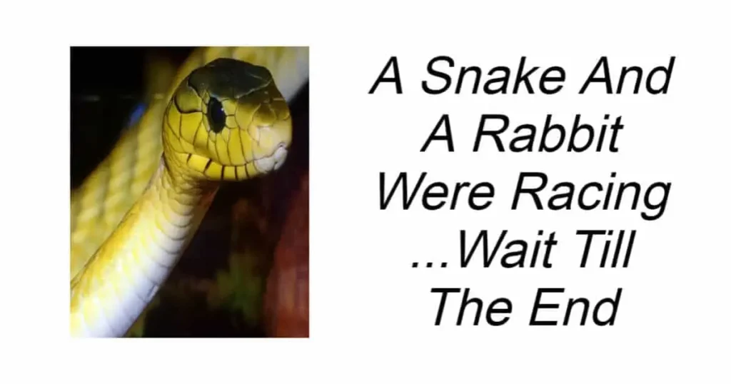 A Snake And A Rabbit Were Racing