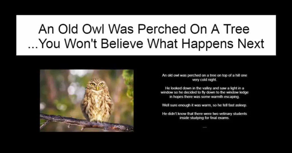 An Old Owl Was Perched On A Tree