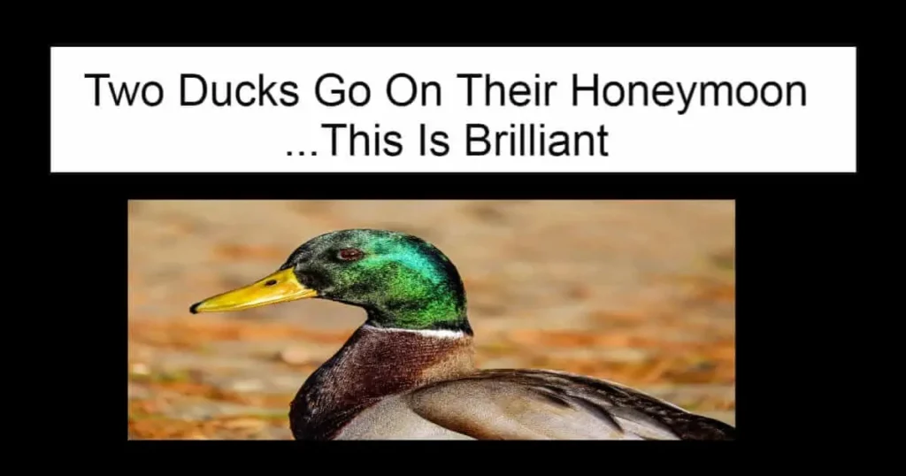 Two Ducks Go On Their Honeymoon