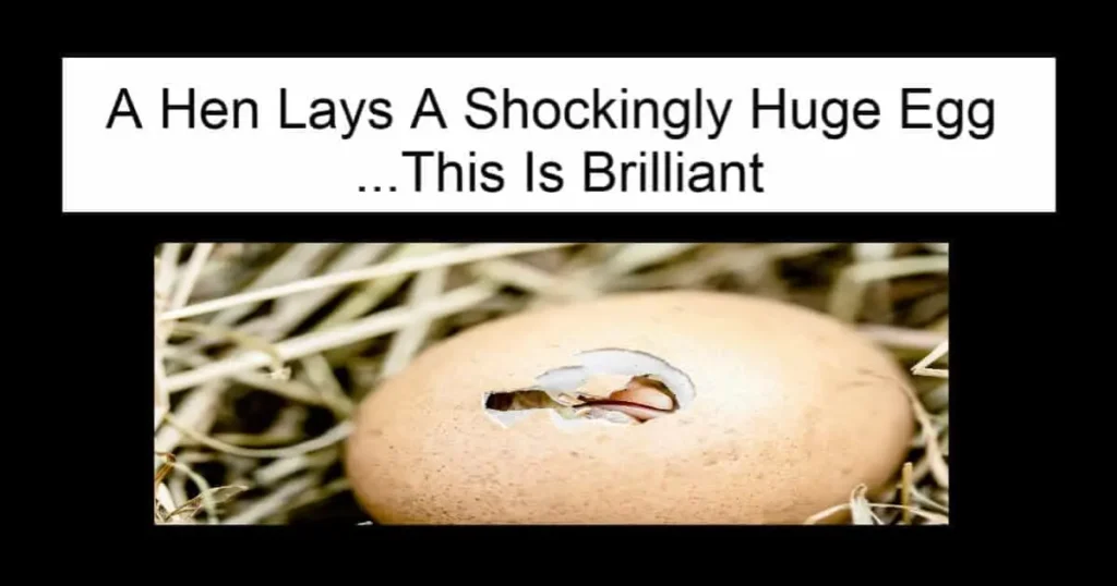 A Hen Lays A Shockingly Huge Egg