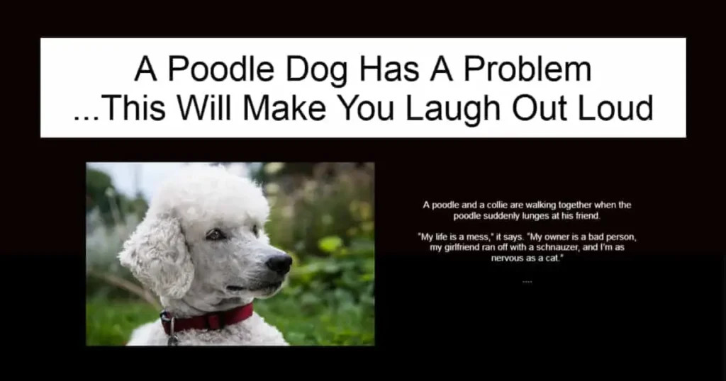 A Poodle Dog Has A Problem