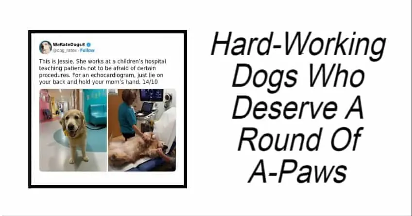 Hard-Working Dogs