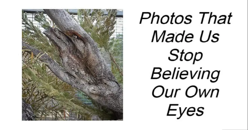 Photos That Made Us Stop Believing Our Own Eyes