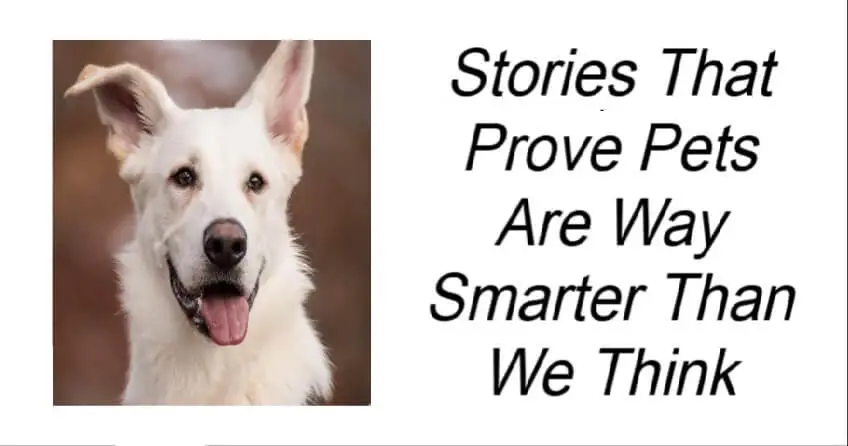 Stories That Prove Pets Are Way Smarter Than We Think