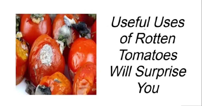Don’t Throw Away Damaged Tomatoes