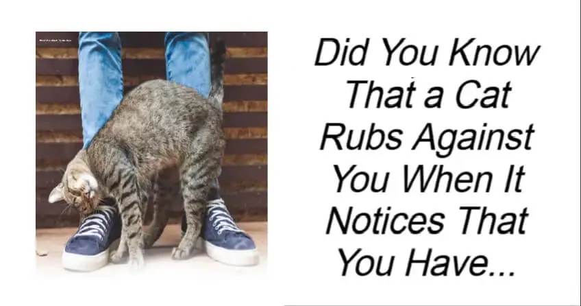 Why a Cat Rubs Against You