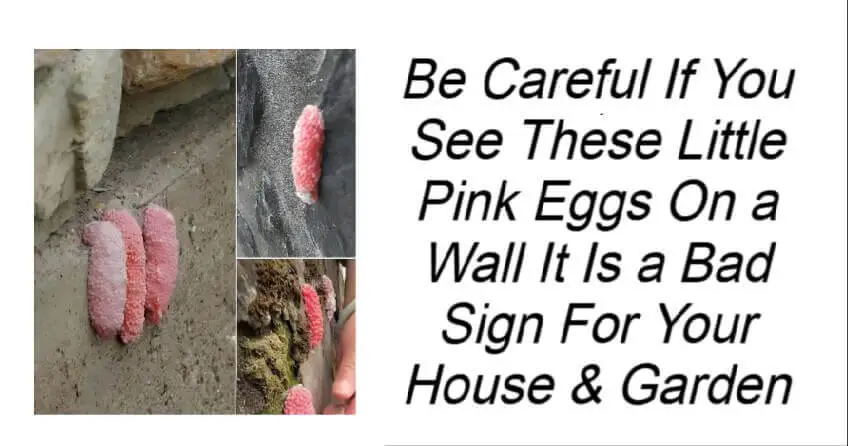 Be Careful If You See These Little Pink Eggs