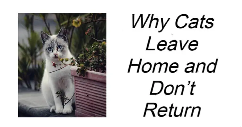 Why Cats Leave Home and Don’t Return