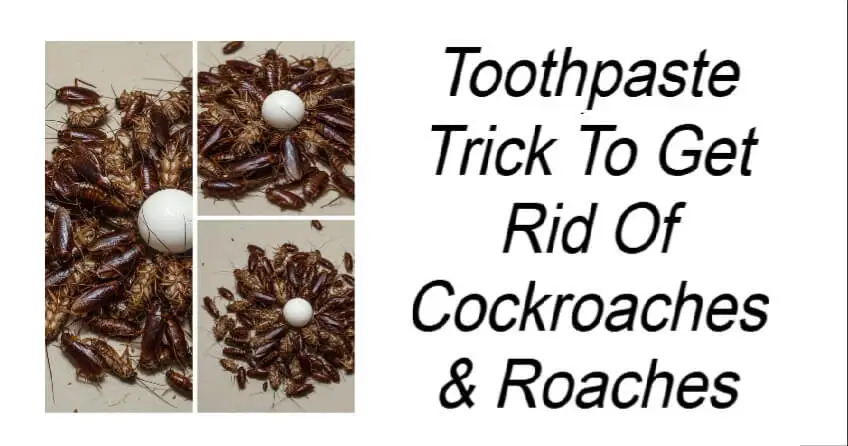 Toothpaste Trick To Get Rid Of Cockroaches and Roaches