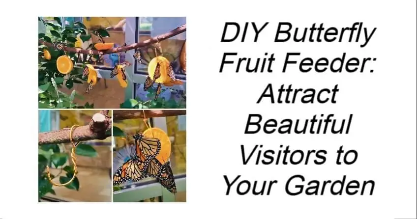 DIY Butterfly Fruit Feeder