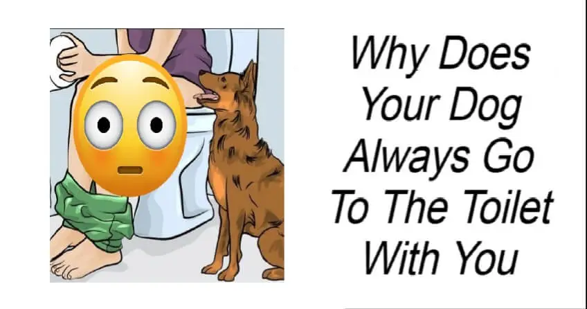 Why Does Your Dog Always Go To The Toilet With You