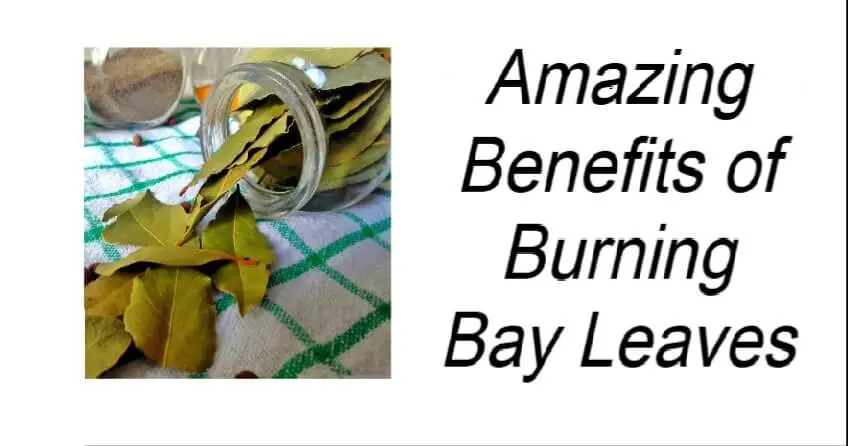 Amazing Benefits of Burning Bay Leaves