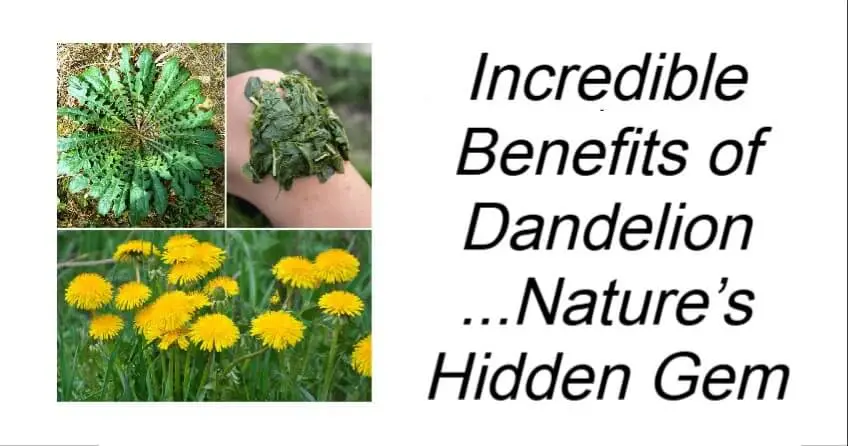 Incredible Benefits of Dandelion