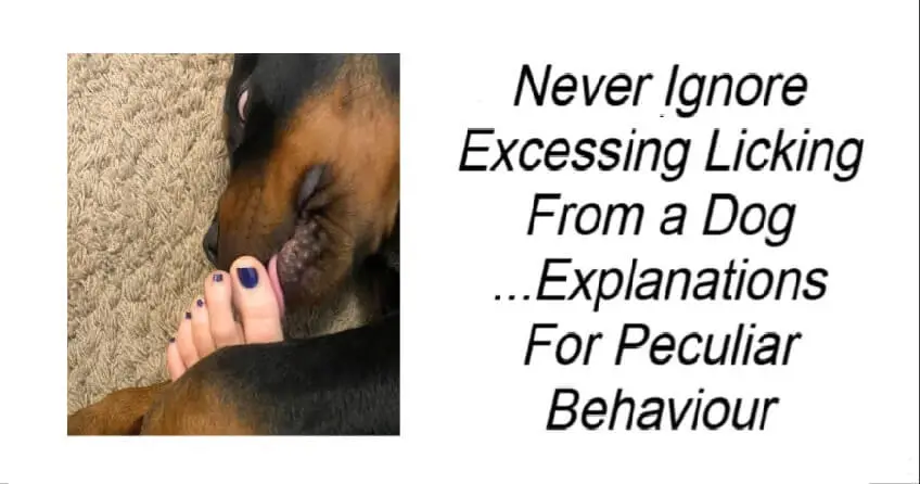 Never Ignore Excessing Licking From a Dog