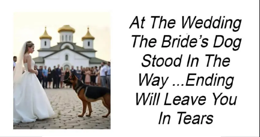 At The Wedding The Bride’s Dog Stood In The Way